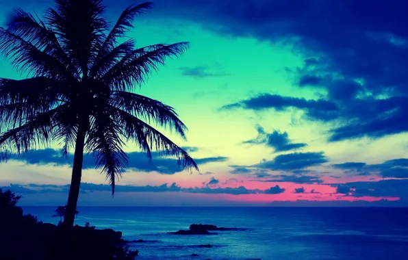 Картинка море, пальма, вечер