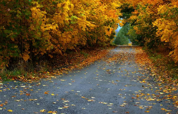 Дорога, осень, листья, деревья, листва