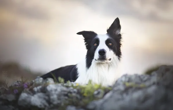 Друг, пёс, Border Collie, Бордер-колли