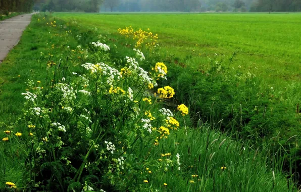 Картинка Зелень, Цветы, Природа, Поле, Трава, Весна, Дорожка, Flowers