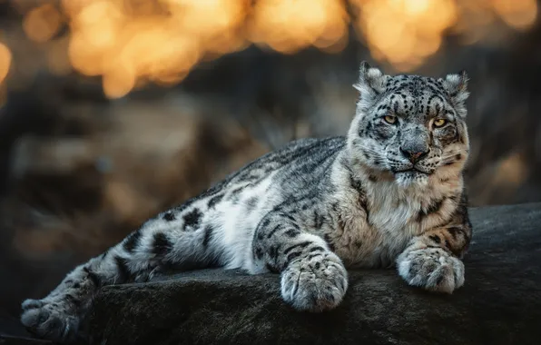 Взгляд, камень, лапы, лежит, снежный барс, боке