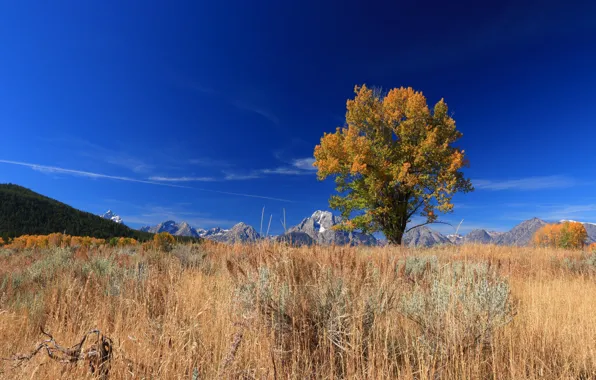 Осень, трава, горы, дерево, Вайоминг, США, Гранд-Титон, Grand Teton National Park