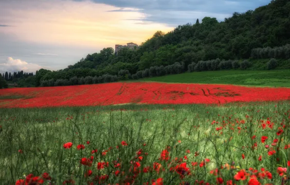 Поле, лес, лето, цветы, замок, маки, луг, красные