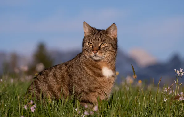 Кошка, кот, природа, сидит