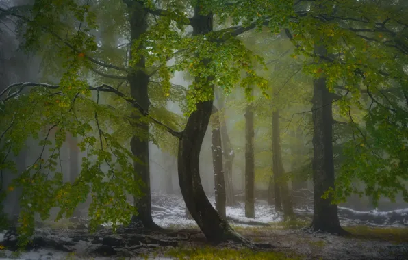 Зелень, осень, лес, снег, деревья, ветки, природа, туман
