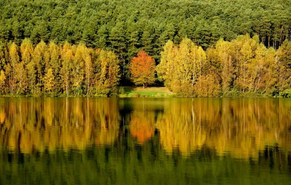 Лес, вода, деревья, отражение