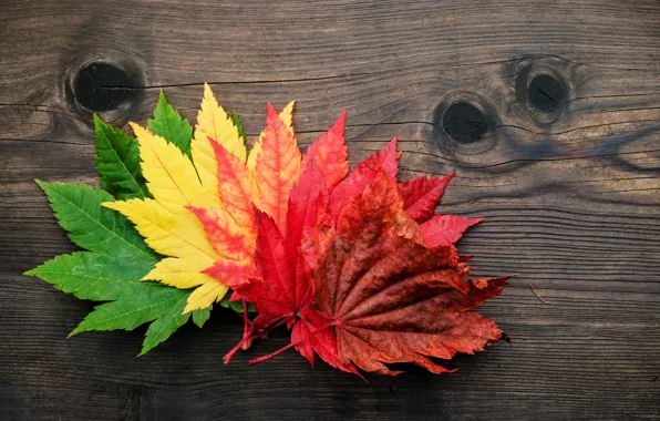 Осень, листья, colorful, клен, wood, autumn, leaves, maple