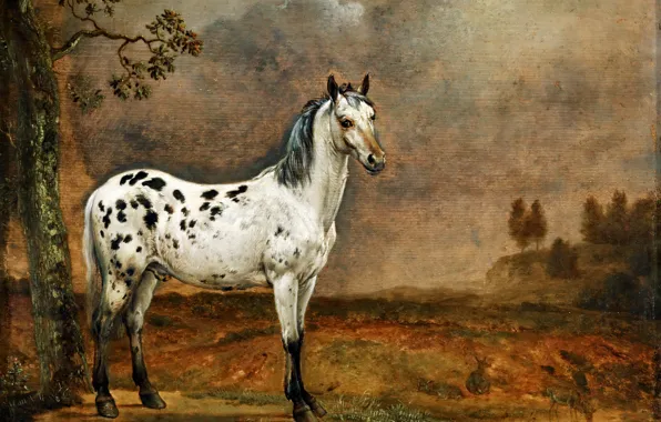 Картинка масло, картина, холст, Паулюс Поттер, «Пятнистый конь», нидерландский художник