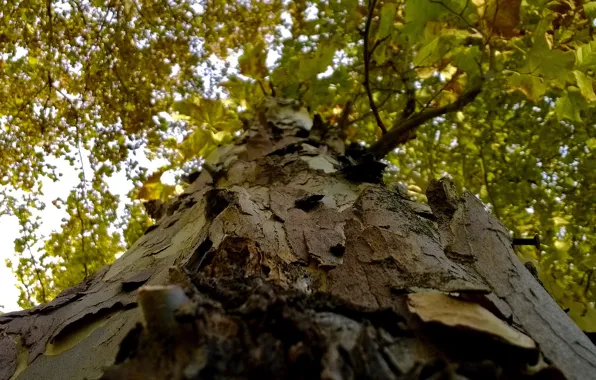 Wood, autumn, tree, greenery, cortex