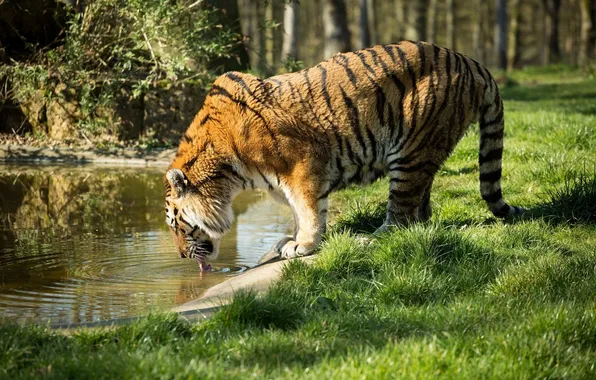 Тигр, хищник, профиль, водопой, дикая кошка