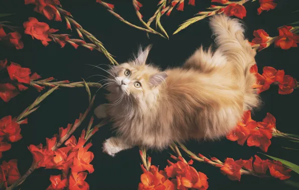 Кот, рыжий, мейн-кун, гладиолусы