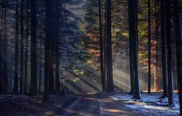 Дорога, лес, лучи солнца