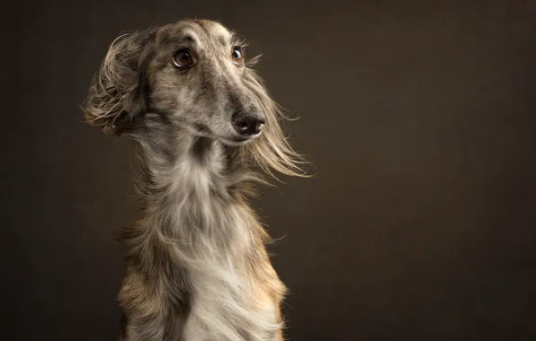 Глаза, взгляд, фон, портрет, собака