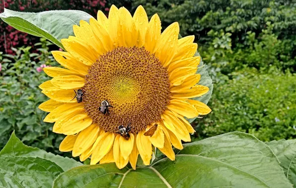 Sunflower, Rainy Day, Sunflowers, Fred Fletcher Park, Jim Perry