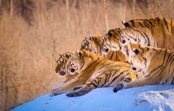 Зима, снег, тигр, холм, тигры, лежат