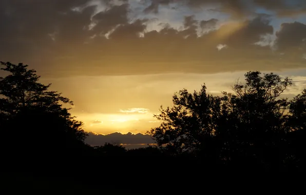 Лес, закат, природа, forest, nature, yellow, sunset