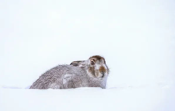 Картинка зима, снег, кролик, ищу