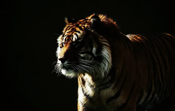 Картинка морда, свет, тигр, темный фон, дикая кошка