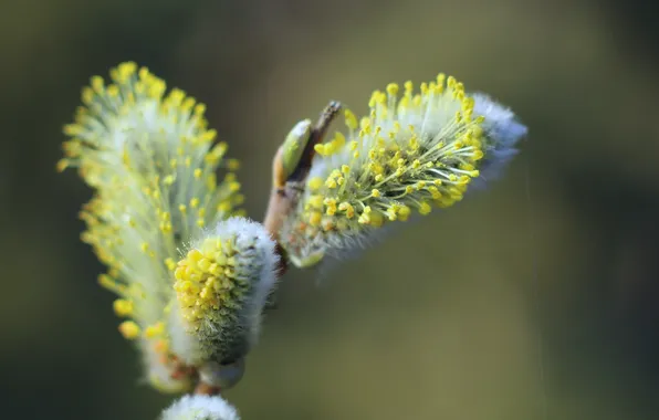 Spring, twig, base kitten