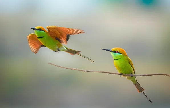 Birds, couple, wildlife, bee-eater
