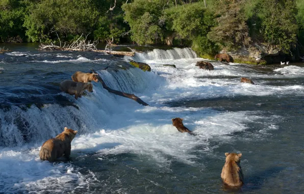 Картинка река, рыбалка, водопад, медведи, Аляска, купание, Alaska, Katmai National Park
