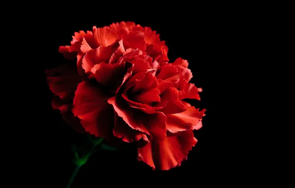 Картинка green, red, black, flower, nature, flowers, carnation