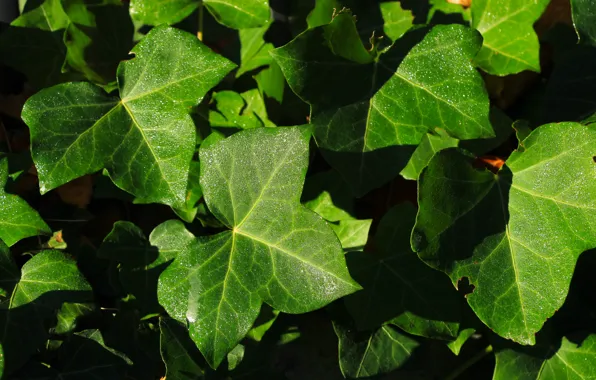 Green, leaf, ivy