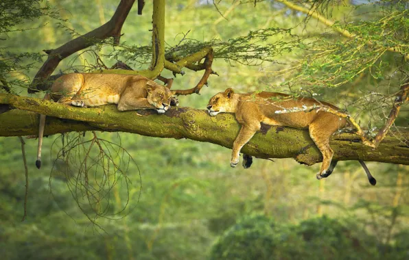 Картинка trees, animals, nature, situation, branch, sleeping, wildlife, Lions