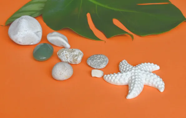 Камни, фон, Лист, морская звезда