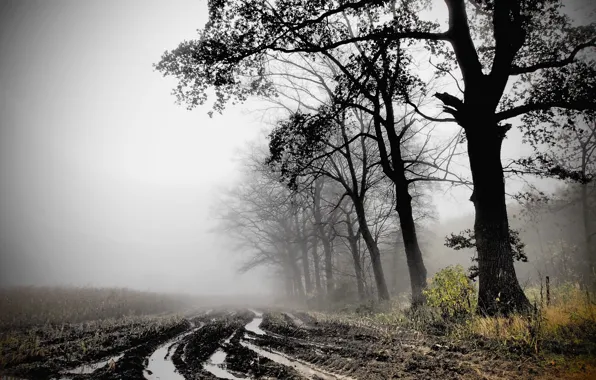Картинка поле, осень, туман