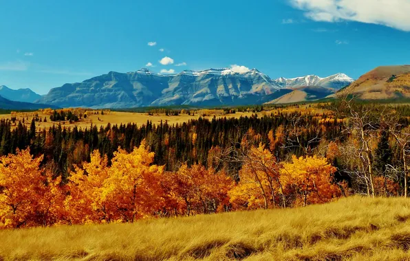 Картинка осень, трава, деревья, горы, Канада, Альберта, Banff National Park