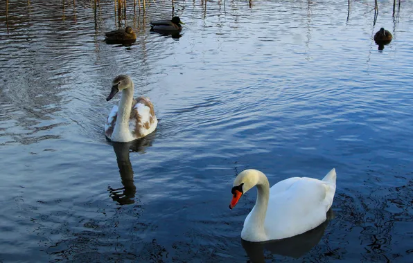 Swan, bird, water, lake