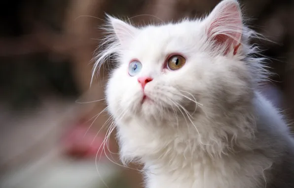 Кошка, белая, разные глаза