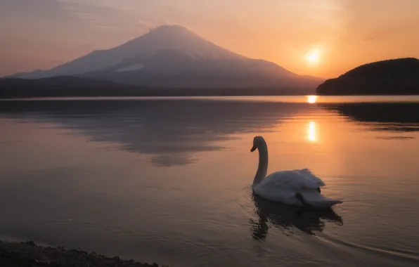 Картинка пейзаж, закат, озеро, птица, гора, вулкан, Япония, лебедь