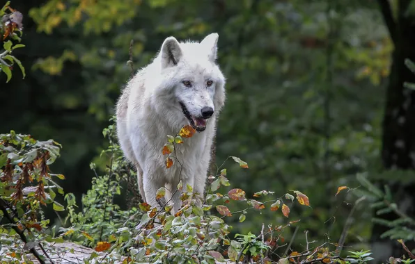 Картинка nature, snow, predator, face, animal, wolf, wildlife, portrait