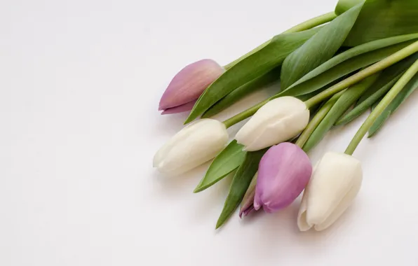 Картинка цветы, фиолетовые, тюльпаны, white, белые, flowers, tulips, purple