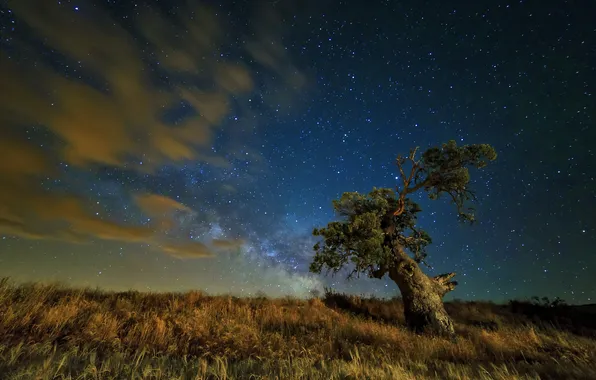 Картинка поле, ночь, дерево