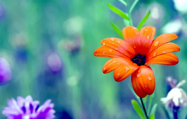 Цветок, цвета, colors, лепестки, colorful, flower, дикие, красочные