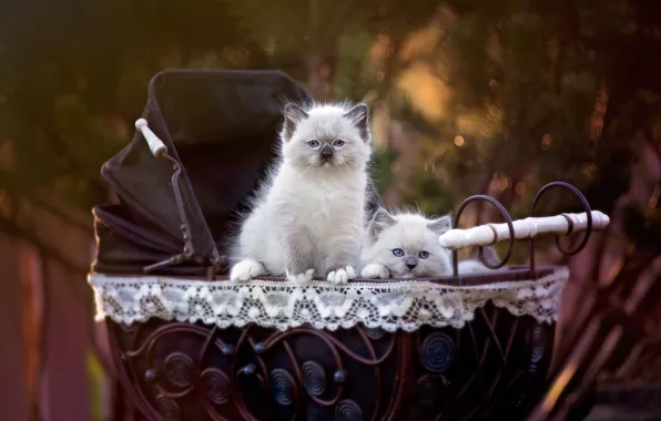 Кошки, природа, фон, пара, котята, коляска, двое, пушистики