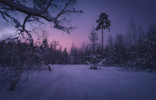 Зима, лес, снег, деревья, ветки, Россия, Подмосковье, Московская область