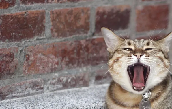 Зевает, кирпичная стена, полосатый кот