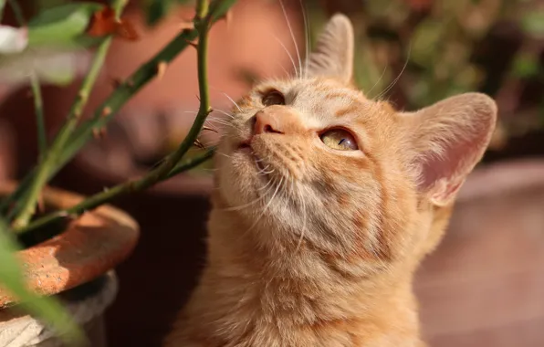 Кошка, кот, взгляд, морда, ветки, портрет, рыжий, шипы