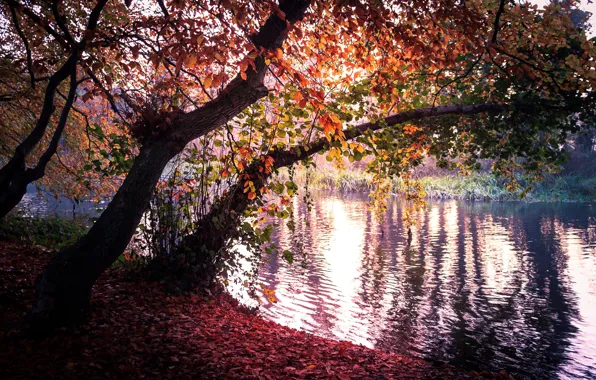 Картинка осень, природа, дерево, листва, водоём, берега