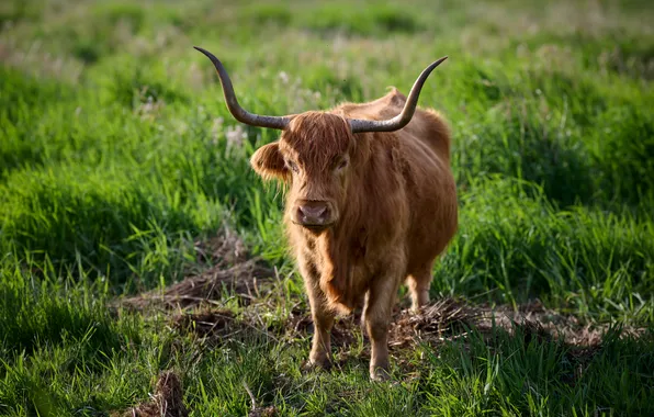 Картинка коровы, рога, highland cow