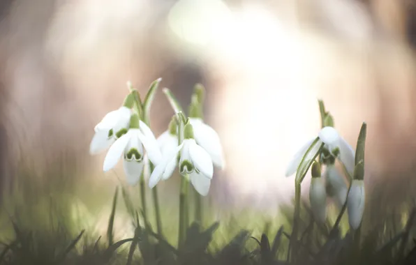 Цветы, подснежники, Snowdrops