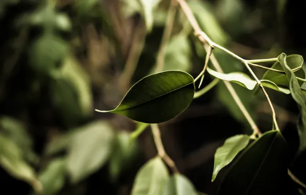 Зелень, листья, ветки