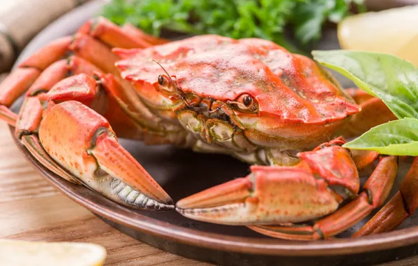 Краб, клешни, морепродукт