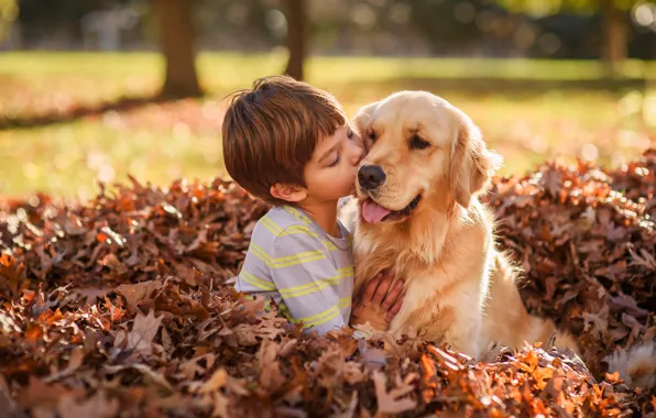 Картинка осень, листья, листва, собака, мальчик, дружба, друзья, Голден ретривер