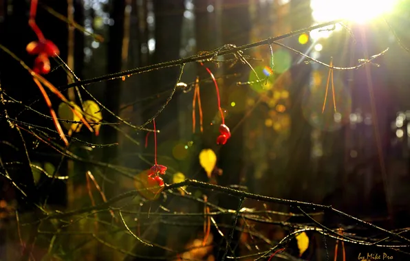 Листья, цвета, солнце, лучи, Лес, ягода, by mike pro