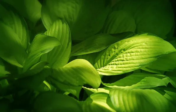 Green, растения, зеленые, листики, leaves
